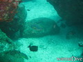 scuba diving photo