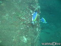 scuba diving photo