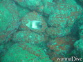scuba diving photo