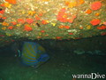 scuba diving photo