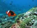 scuba diving photo