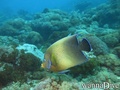 scuba diving photo