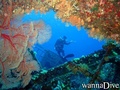 scuba diving photo