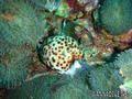 foto de buceo
