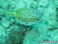 scuba diving photo