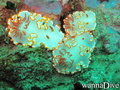 foto de buceo