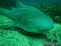scuba diving photo