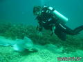 scuba diving photo