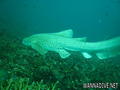 scuba diving photo