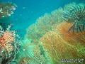 scuba diving photo