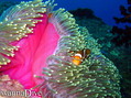 scuba diving photo