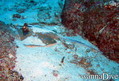 scuba diving photo