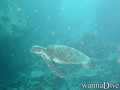 scuba diving photo