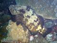 scuba diving photo