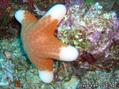 scuba diving photo