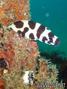 foto de buceo
