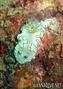 foto de buceo
