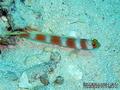foto de buceo