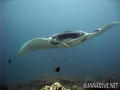 scuba diving photo