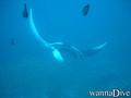 scuba diving photo