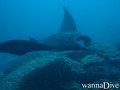 scuba diving photo
