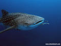 scuba diving photo