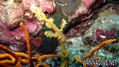 scuba diving photo