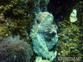 scuba diving photo