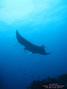 scuba diving photo