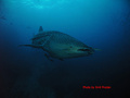 scuba diving photo