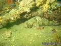 foto de buceo