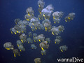 foto de buceo