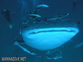 scuba diving photo