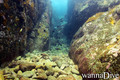 scuba diving photo