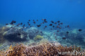 scuba diving photo