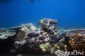 scuba diving photo