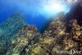 scuba diving photo