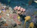 scuba diving photo