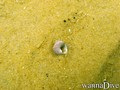 scuba diving photo