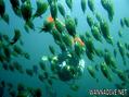 scuba diving photo