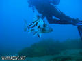 scuba diving photo