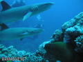 scuba diving photo
