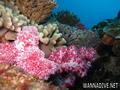 scuba diving photo