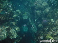 scuba diving photo