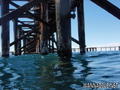 scuba diving photo