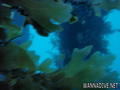scuba diving photo
