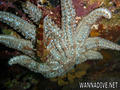foto de buceo