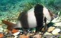 scuba diving photo