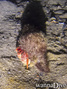 foto de buceo