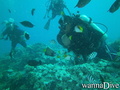 scuba diving photo